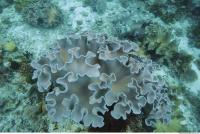 Corals 0045